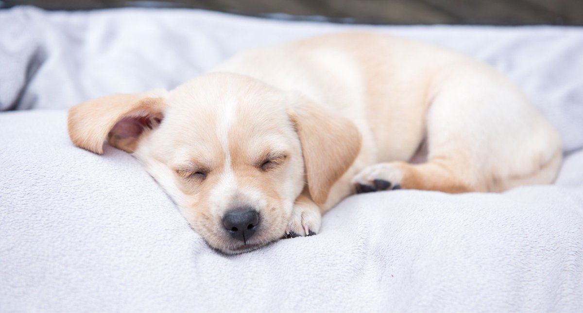 HIDFWestAirport's tweet image. Happy #NationalPuppyDay to all the furry travel companions out there! 💚🐶 #HolidayInn #dogs #travel #petfriendly