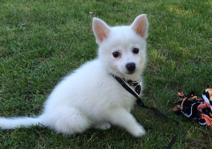 AnnaValbro's tweet photo. Here's my dog as a puppy  #NationalPuppyDay https://t.co/rHjBnSAPoA