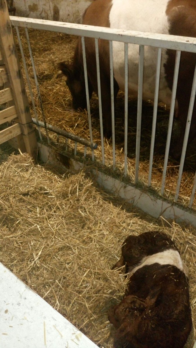CowSignals's tweet photo. Alternative #cuddlebox. Here also shelter: mother is a calf kicker... More on cuddle box: https://t.co/ItaY9Jc4yc https://t.co/73Z3LXHTG9