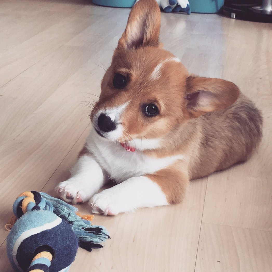 Jet_TheCorgi's tweet photo. "Boof?"
Happy National Puppy Day! 💜
Celebrate not only your puppers but all pets that are/have been in your life! 💜
#NationalPuppyDay https://t.co/ountmkbvrE