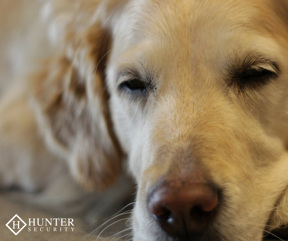 Hunter_Security's tweet photo. When the family guard dog just can't go anymore, we're here for you! #DogTired #HomeSecurity #HunterSecurity https://t.co/DNTuQTGCjx
