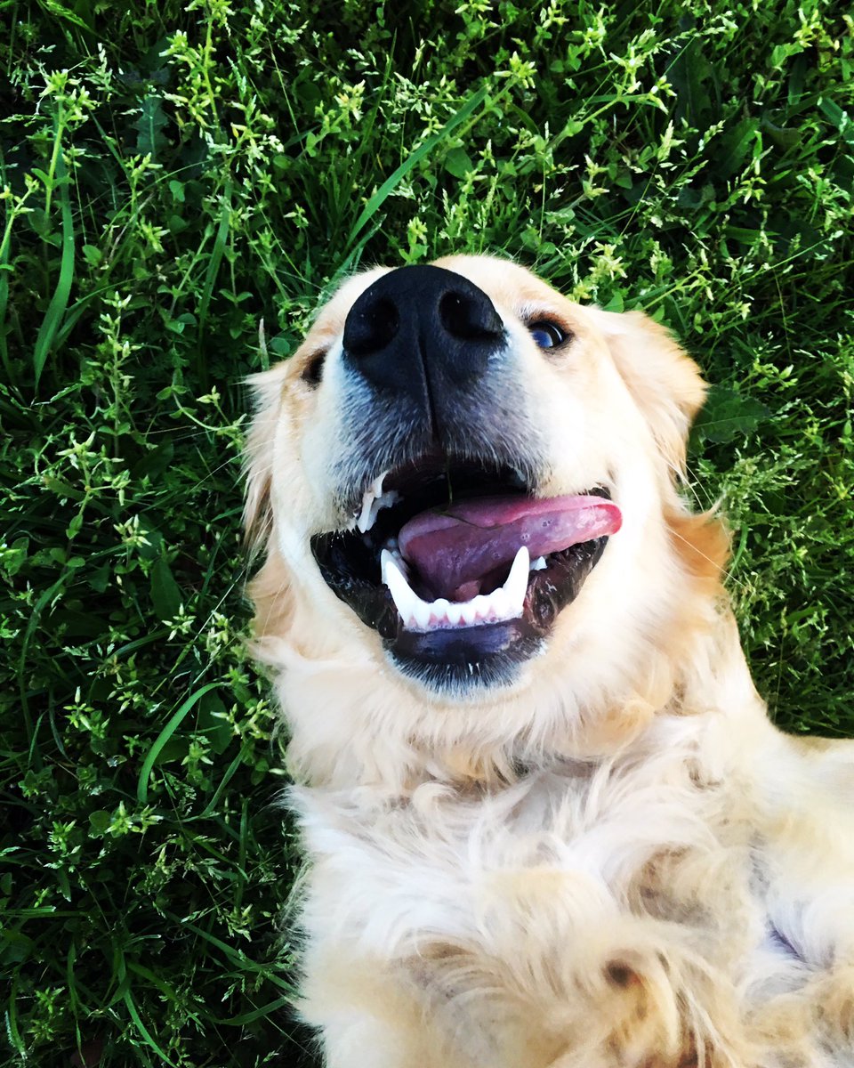 dani_lasseter's tweet photo. Of course I'm posting #happynationalpuppyday #cutestpup https://t.co/yW1JVEUQMf
