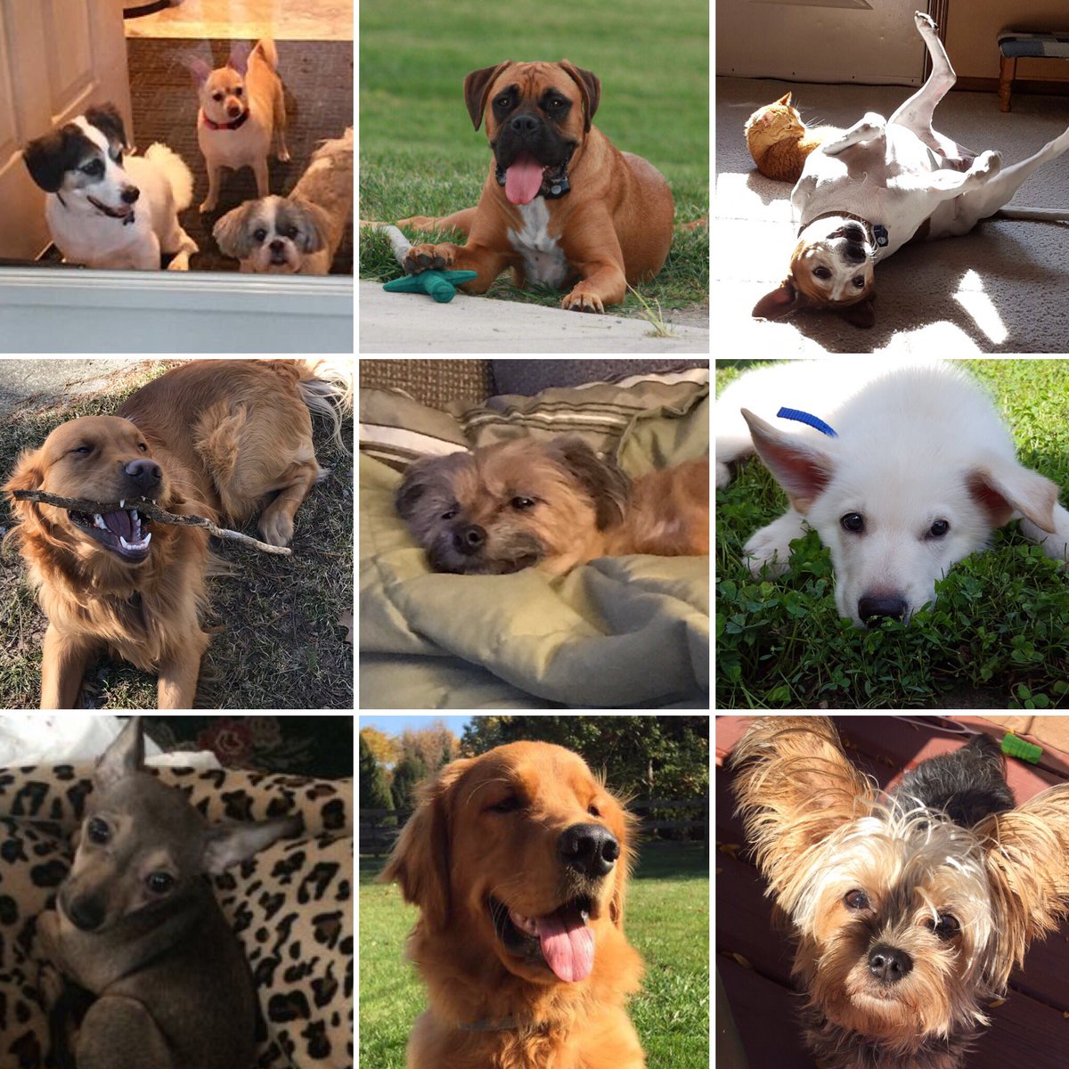 LourdesHelpdesk's tweet photo. It's #NationalPuppyDay so here are the puppies that IT loves the most #LourdesIT 💙🐶 https://t.co/fnADZDHRji