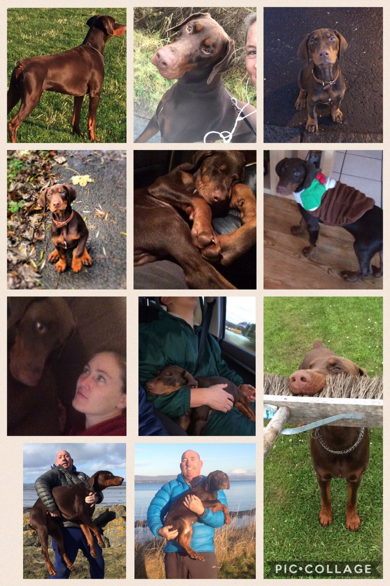 xxconnerzxx's tweet photo. Happy #NationalPuppyDay #mik #doberman #weepal https://t.co/Ax1A9XbNjw