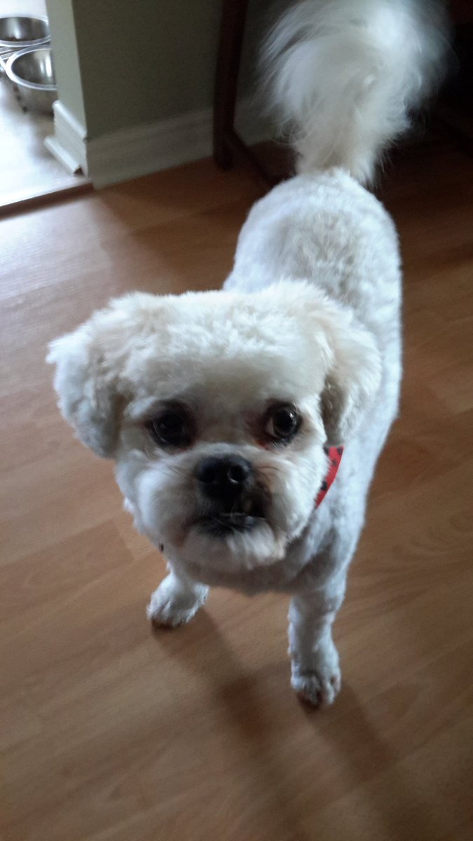 busterposes's tweet photo. #puppyday #dogs I cleanup well!! https://t.co/wCljKdi2Vk