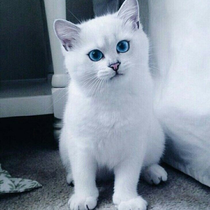 Белый кот с голубыми глазами купить