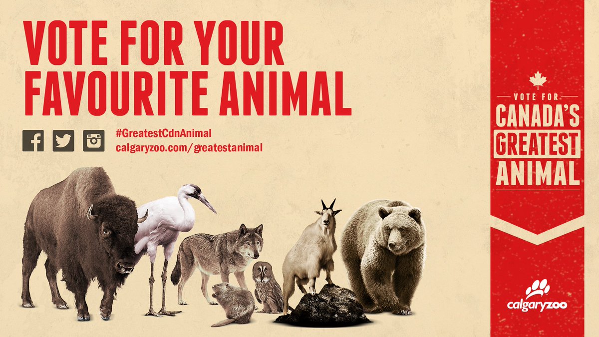 calgaryzoo's tweet photo. Oh Canada! We're celebrating #Canada150 by searching for the #GreatestCdnAnimal! Who will you vote for? https://t.co/51rKaqPb4S https://t.co/vaKcpuoNYl