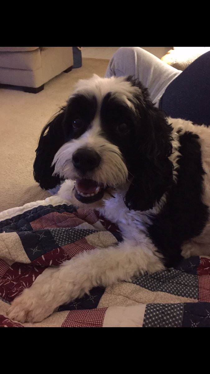 katie_craymer's tweet photo. happy national puppy day to the love of my life, tanner nanner ❤❤ https://t.co/fVz6wSdef5