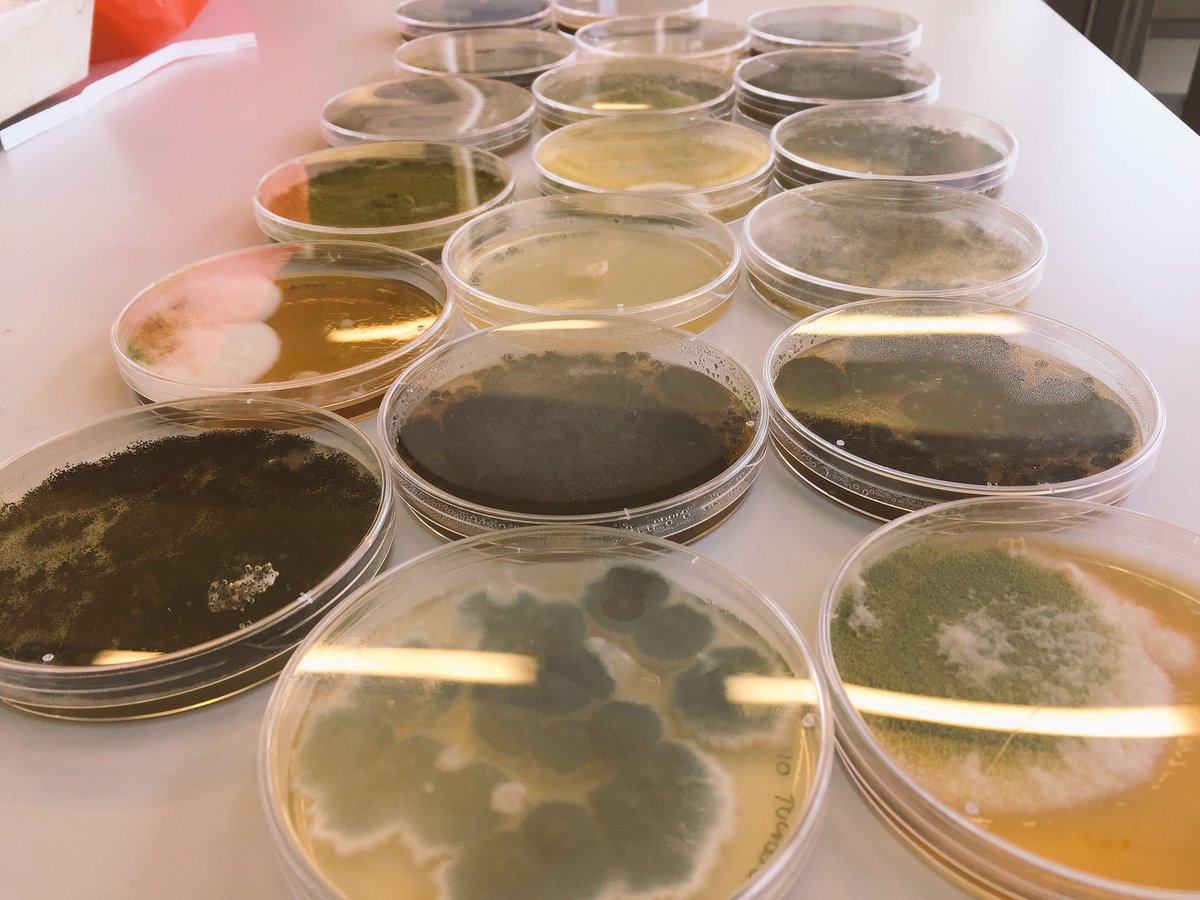 CranMycology's tweet photo. Working on the group project!!! #MSc #FoodChainSystems @CranMycology @CranfieldAgrifo https://t.co/JlKwDNTFSL