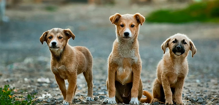Windermere_SP's tweet photo. Happy #NationalPuppyDay: 20 Most Dog-Friendly Restaurants and Bars in #Sacramento https://t.co/BzcLRYgicC #lyonrealestate #lyonlocal #dogs https://t.co/J73aH6WNDT