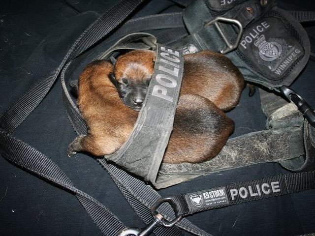 k9storminc's tweet photo. The most comfy seat in the house 😍🙈🤗
#k9storm #nationalpuppyday #mal #ballofjoy #workingdo… https://t.co/waI0xUCvan https://t.co/r1WDp6WknW