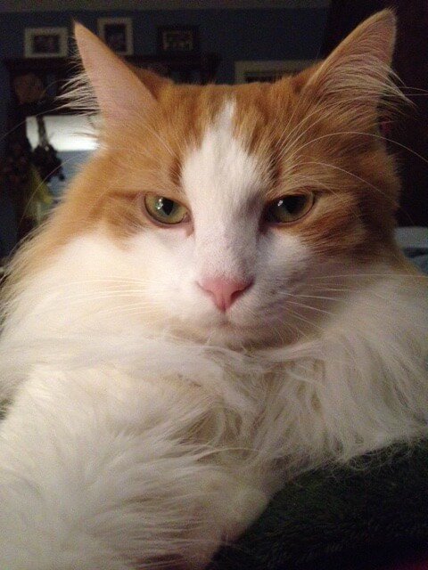 ThrivingCat's tweet photo. #jumpycat
#catpee
Does your cat need some help calming down and behaving? This saved our home! https://t.co/zOJwFqLlSJ Worked for this guy! https://t.co/LeLOhTa4TP