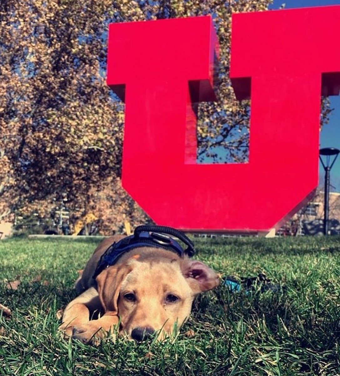 University of Utah tweet media