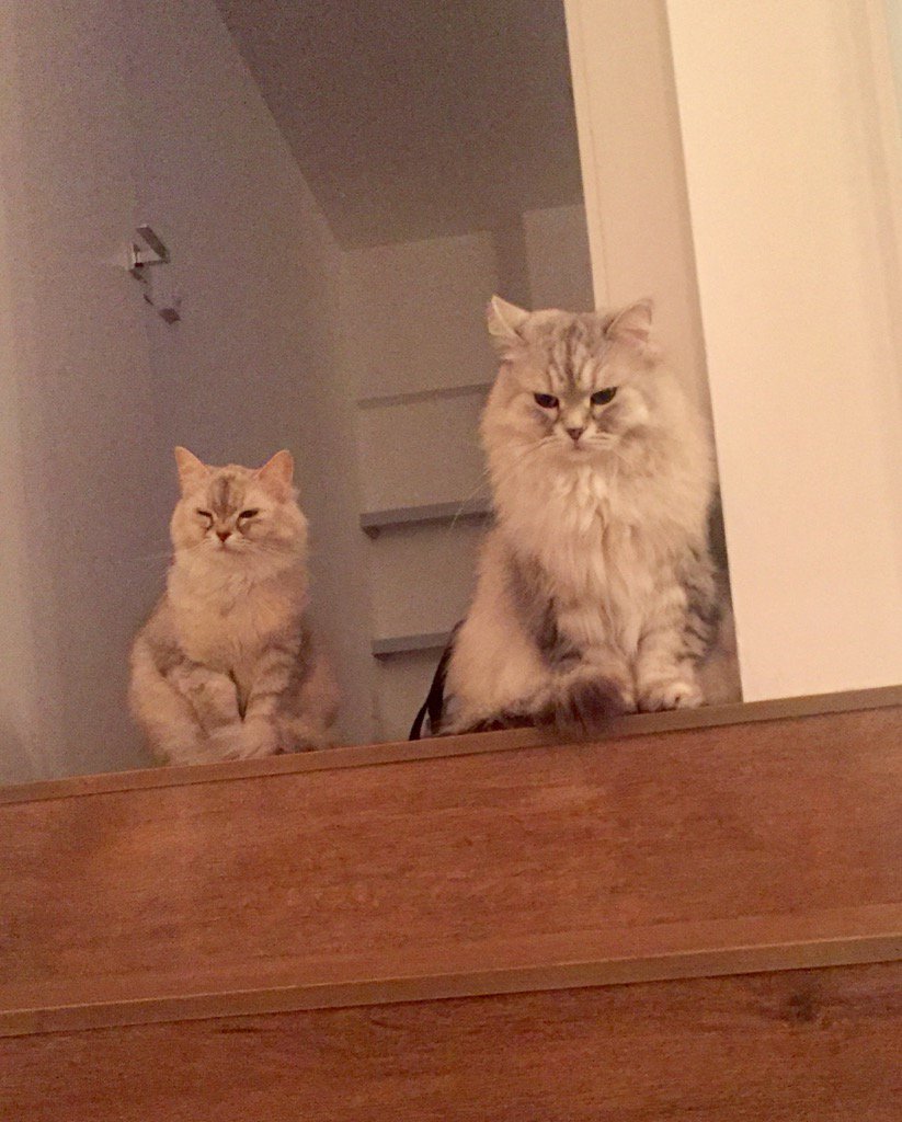 dusanham's tweet photo. Sebi and Clementine finally become buddies! https://t.co/QSUaL0PQZW