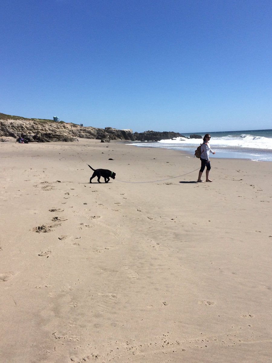 emalee_ellen's tweet photo. How do you best celebrate national puppy day? Take your dog to the beach https://t.co/VnRsJ110tw