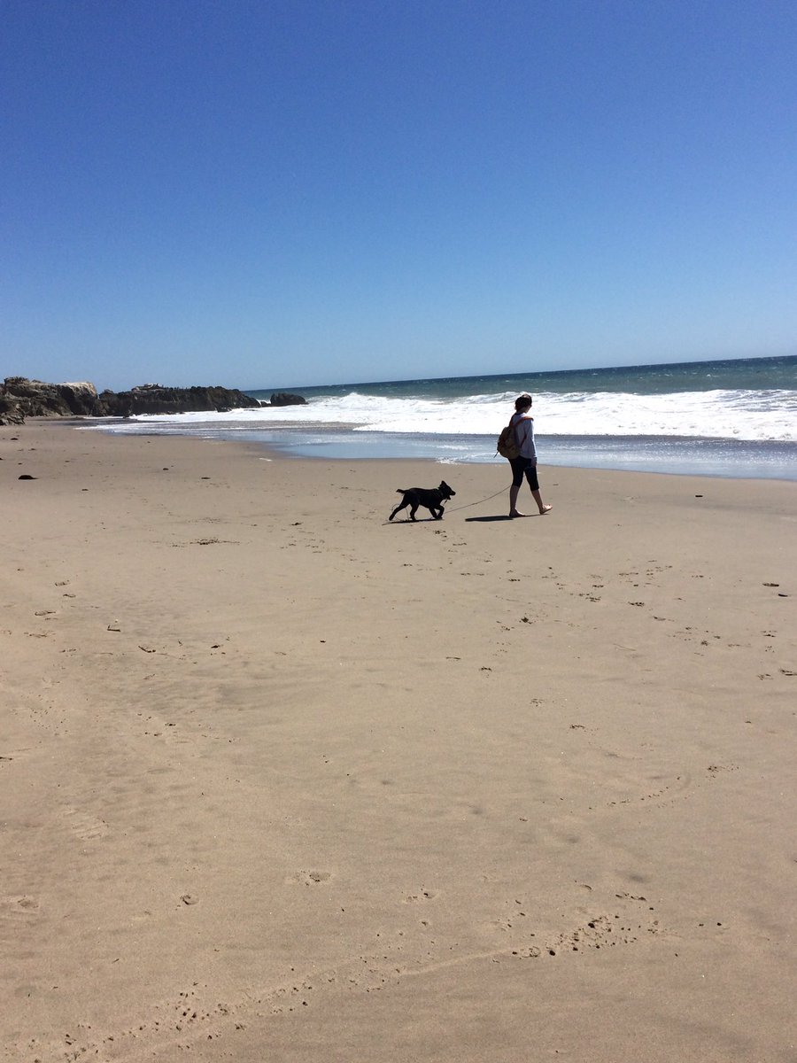 emalee_ellen's tweet photo. How do you best celebrate national puppy day? Take your dog to the beach https://t.co/VnRsJ110tw