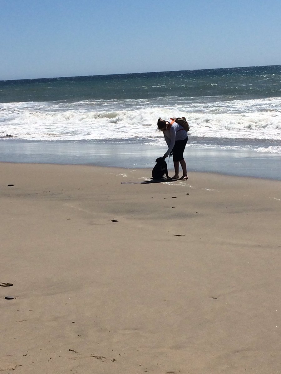 emalee_ellen's tweet photo. How do you best celebrate national puppy day? Take your dog to the beach https://t.co/VnRsJ110tw