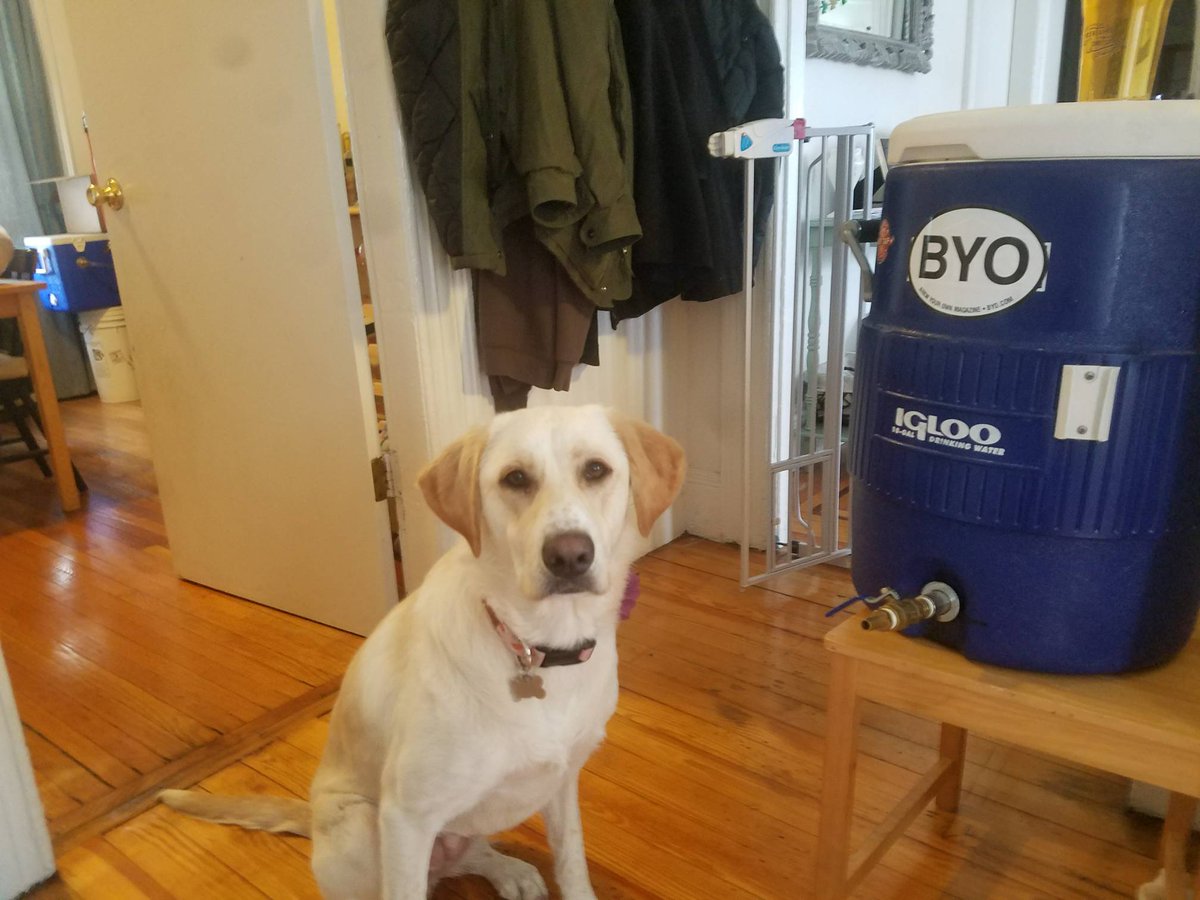 RIbrewing's tweet image. Since it's #NationalPuppyDay, we should shout out to our favorite brewing companions. Here is Chinook the brew lab!