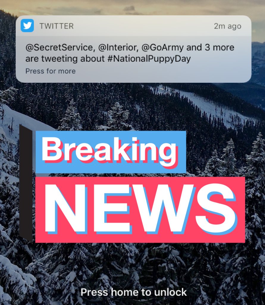 #Bandwagon #NationalPuppyDay