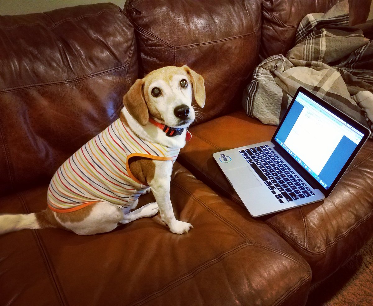 JessicaErrett's tweet photo. Happy puppy day to my Rascal ♡♡♡ https://t.co/zVsYLbxjT7