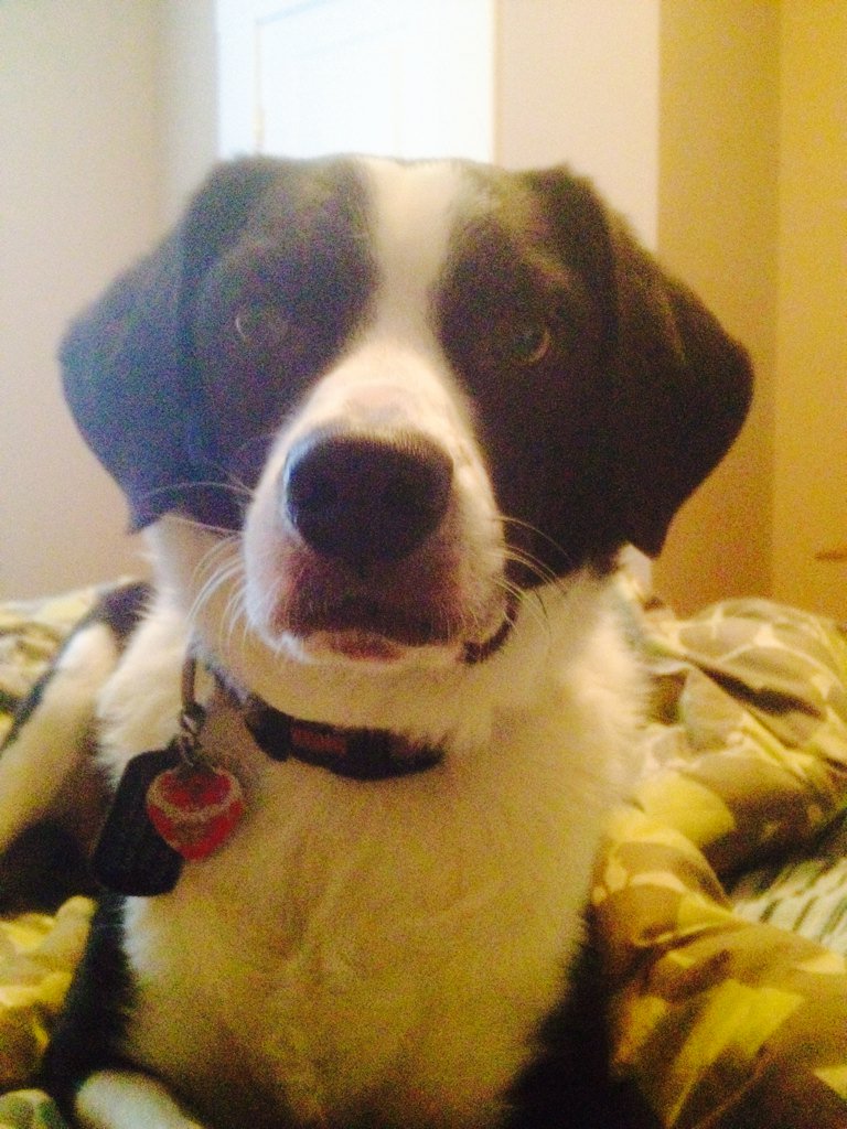 gianluigiross's tweet photo. #NationalPuppyDay
#RangerMan
#Mutt
#ChunkyMonkey https://t.co/NOOCSumjnG