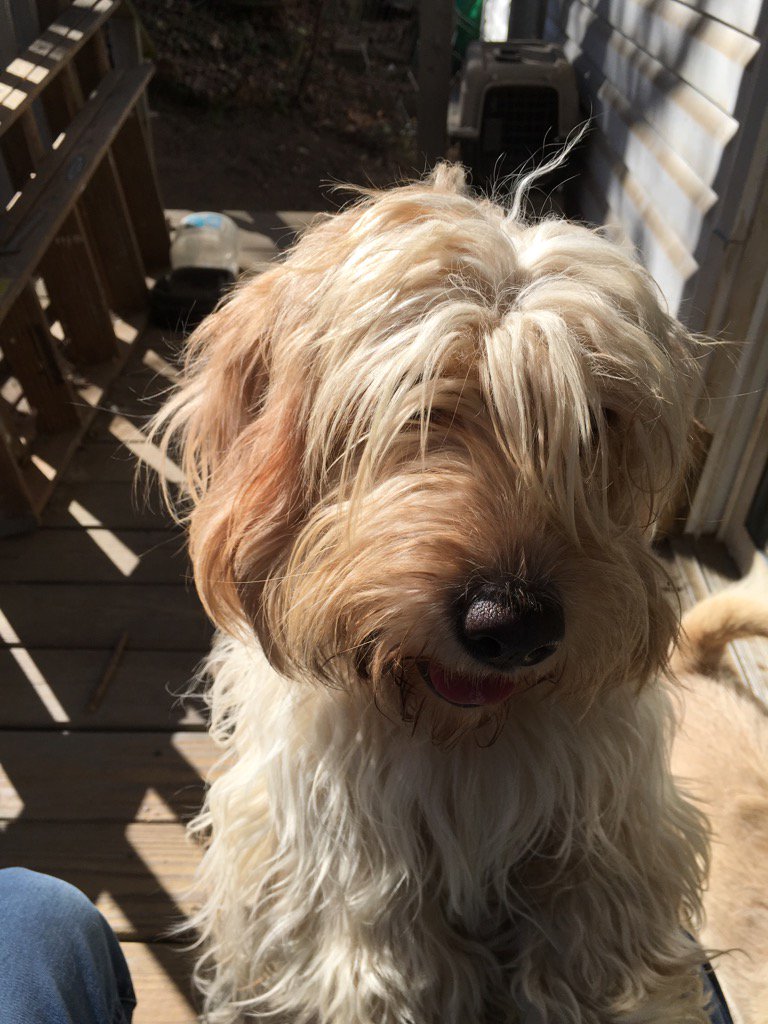 sheets_joyce's tweet photo. Penny https://t.co/ibz7sY8Qx4