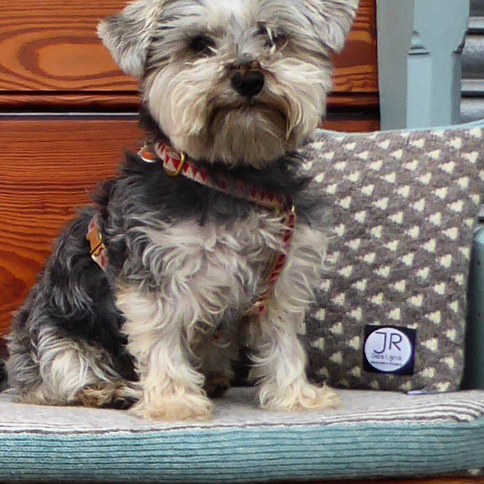 pika_robertson's tweet photo. Celebrating #national puppy day #snorkie https://t.co/kGrbSHX6DN