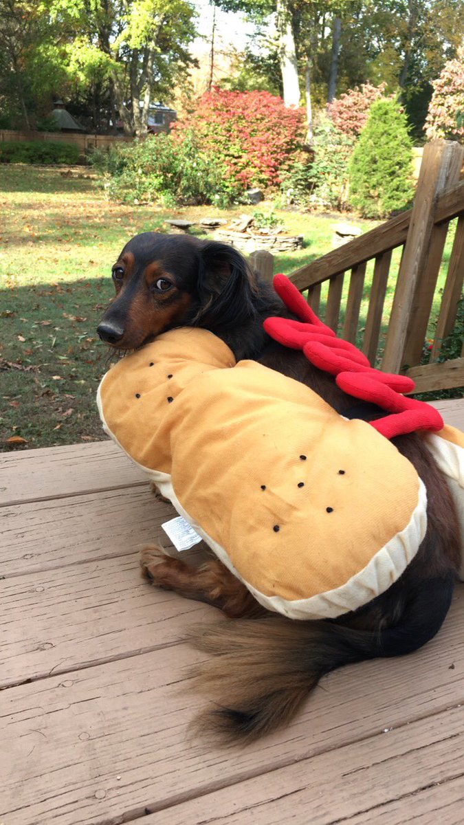 jackescaccia's tweet photo. #NationalPuppyDay #soveryblessed #cutestpups https://t.co/F6ENbwTL5f