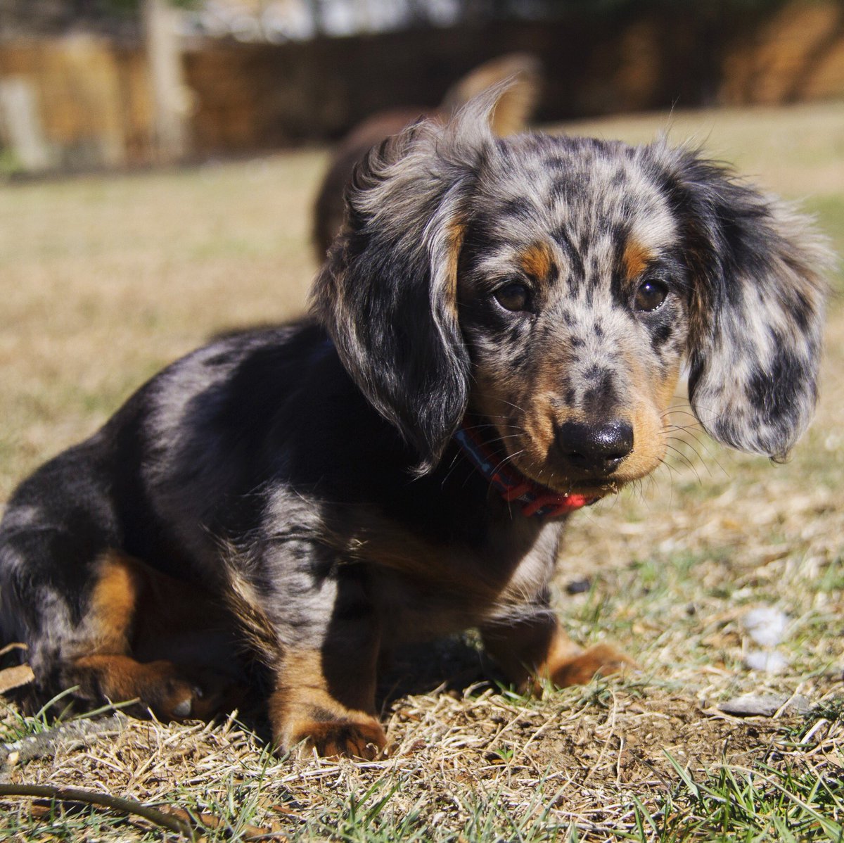 jackescaccia's tweet photo. #NationalPuppyDay #soveryblessed #cutestpups https://t.co/F6ENbwTL5f