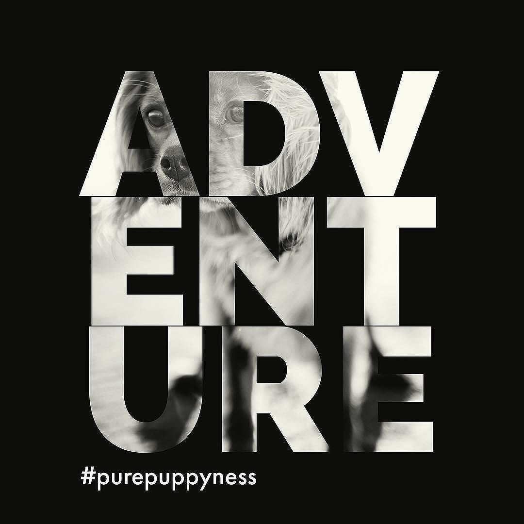 New Adventure...#purepuppyness #purelove #europeanpuppy #healthguarantee #happypuppy #puredog #purebreeds