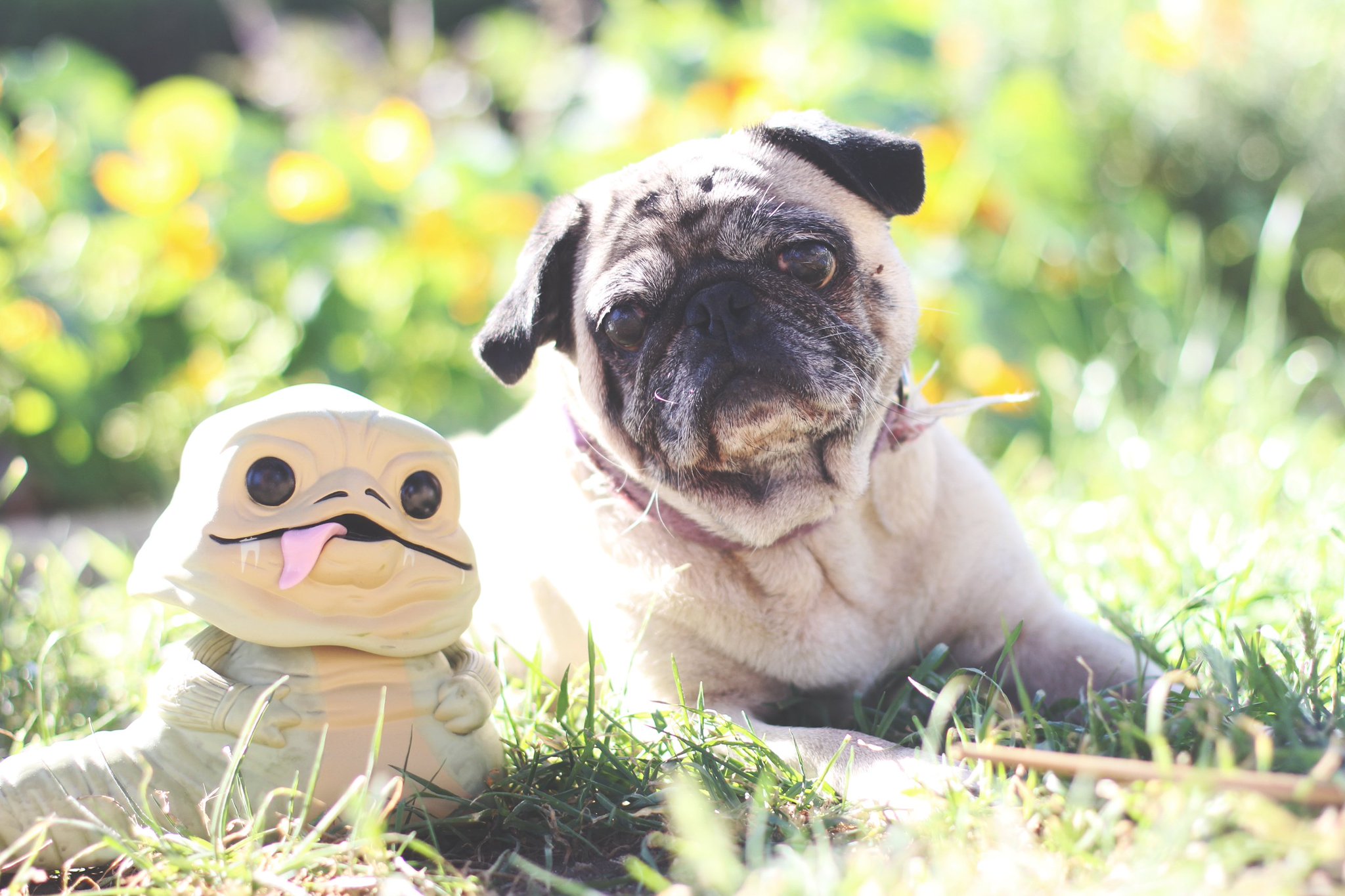 funko pop pug