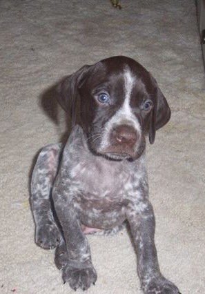 JKCollopy's tweet photo. #NationalPuppyDay #dukester My pooch waaaayyyyyy back. Best hound dog ever!!! https://t.co/epdLAFrh8G