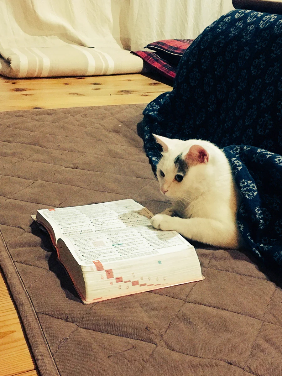 吾輩は猫である。辞書を読むのであるｗｗ