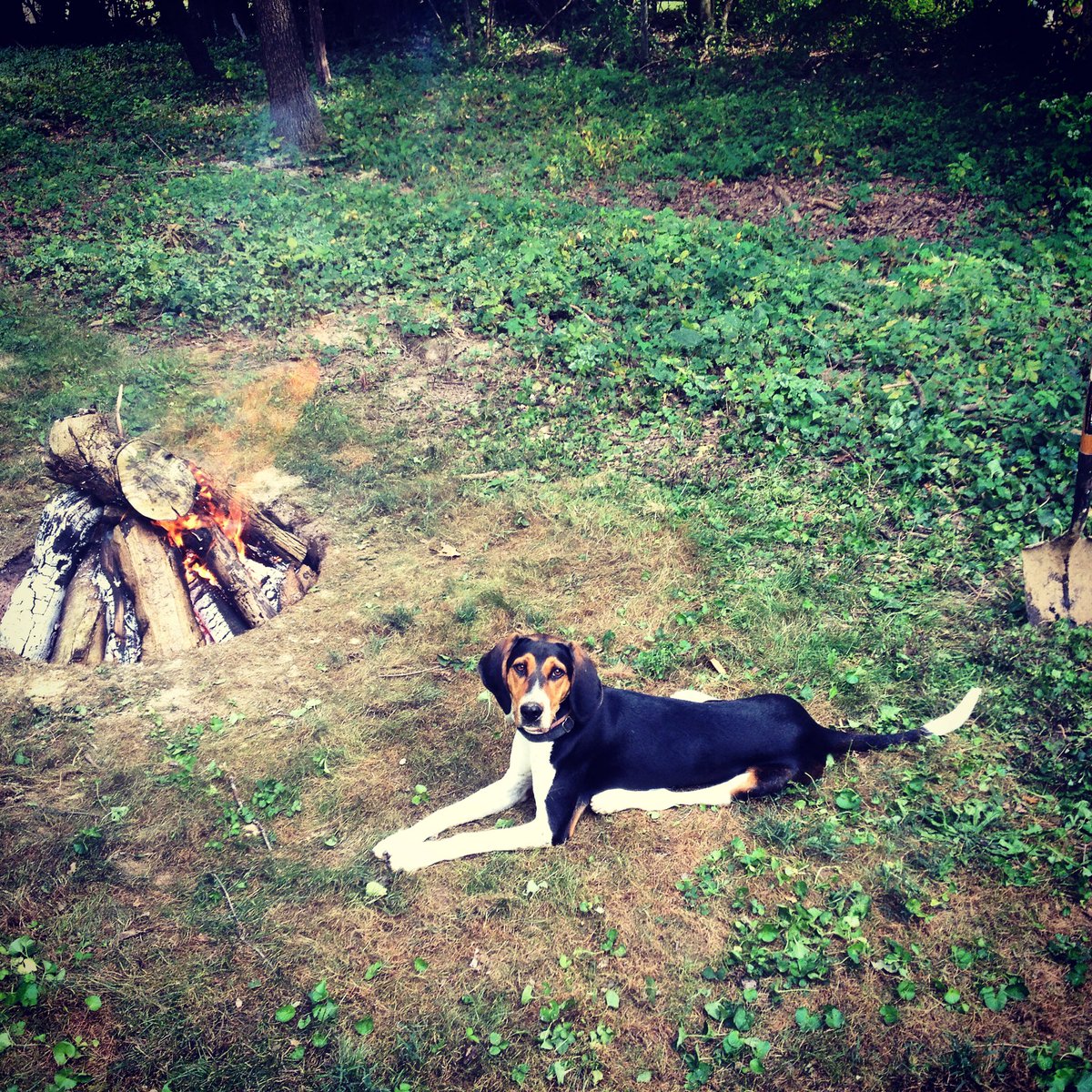 Apocalypto_12's tweet photo. Welp I guess it's #NationalPuppyDay
At least that's what everyone keeps telling me.
So enjoy these pics of my pups, past &amp; present https://t.co/UdV0bY428i