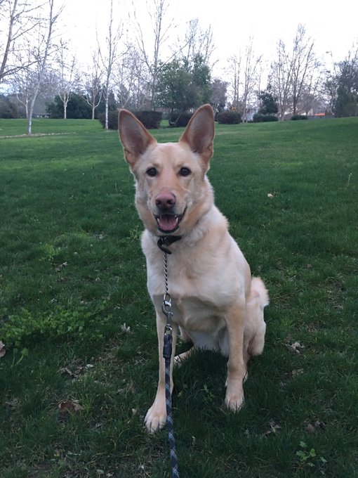 My house sitter is sending me pictures of my baby and I miss her sooo much https://t.co/BGK2mFzGFd<a href="/tag/brokecollegekid"class="tags"><span>#brokecollegekid</span></a>