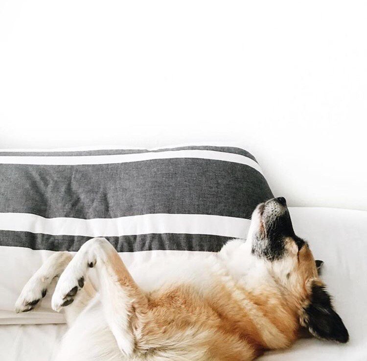 VitabridUSA's tweet photo. Happy National Puppy Day!!! 
.
.
.
📷 @goodmorningbb https://t.co/6ANxQFjqAg