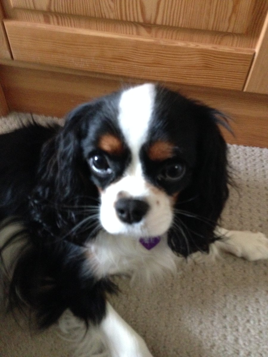 Our Biscuit on National Puppy Day. Or you can call her Peanut Butter Brows.