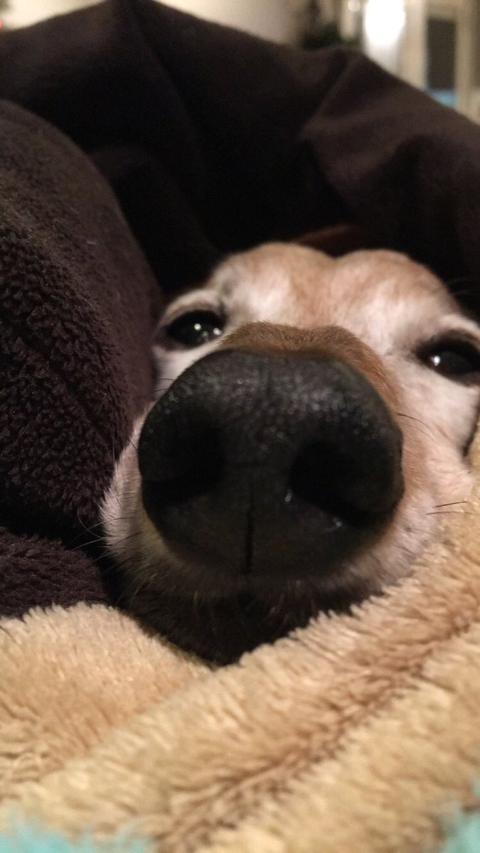 emast_12's tweet photo. I heard it was #NationalPuppyDay #scamp https://t.co/lmGH5ZZqPZ