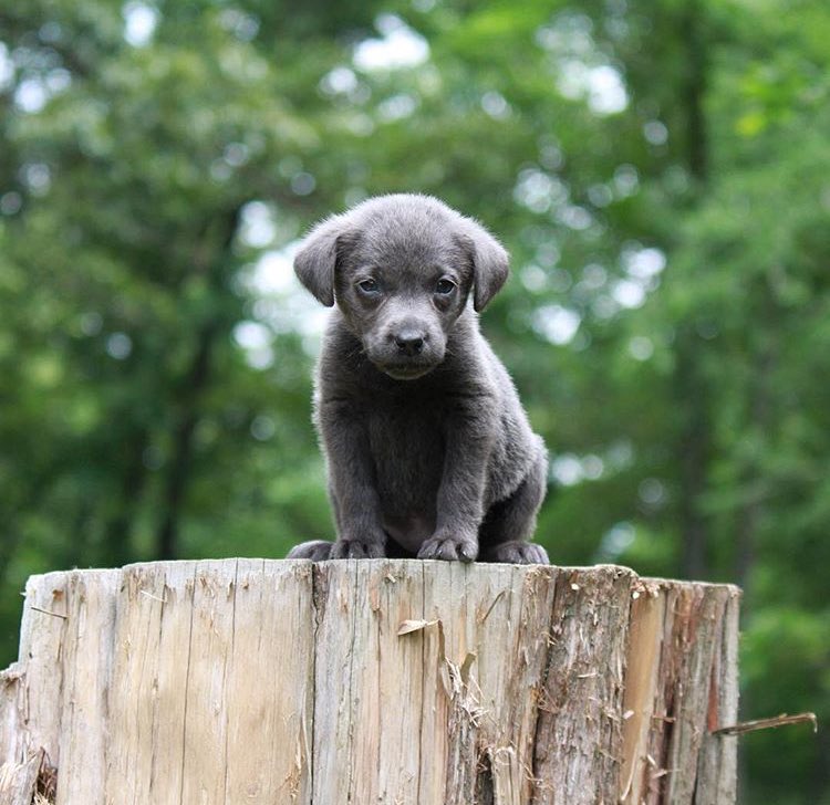 vela_cxehange's tweet photo. #NationalPuppyDay https://t.co/H2mcfe7JRg