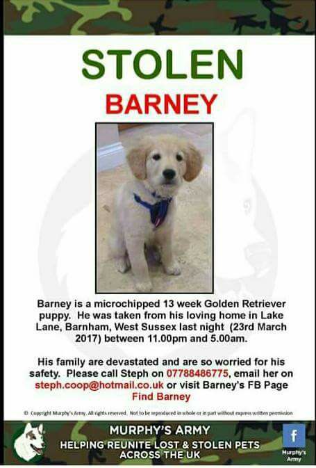 Boxer_lab's tweet image. #STOLEN! Barney, 13 week old #goldenretriever #puppy 22/3/17 11pm-5am Facebook - Find Barney #FindBarney