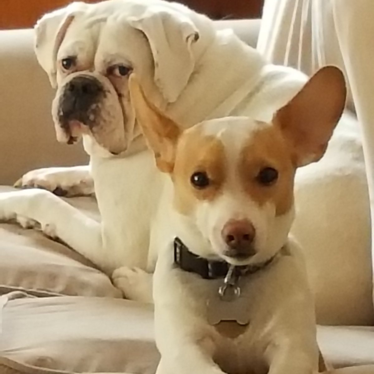 dramageekstudio's tweet photo. #NationalPuppyDay https://t.co/5tYnNMeJqe