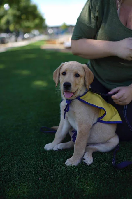 Picture of Mac, Canines Companions for Independence puppy.