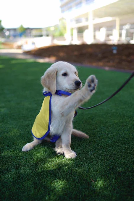 Picture of Kaleb, Canines Companions for Independence puppy.