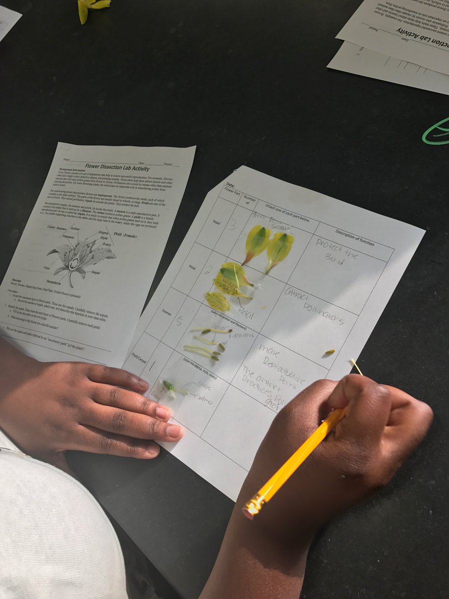 Flower dissections <a href="/EstacadoHS/">Estacado High School</a> !