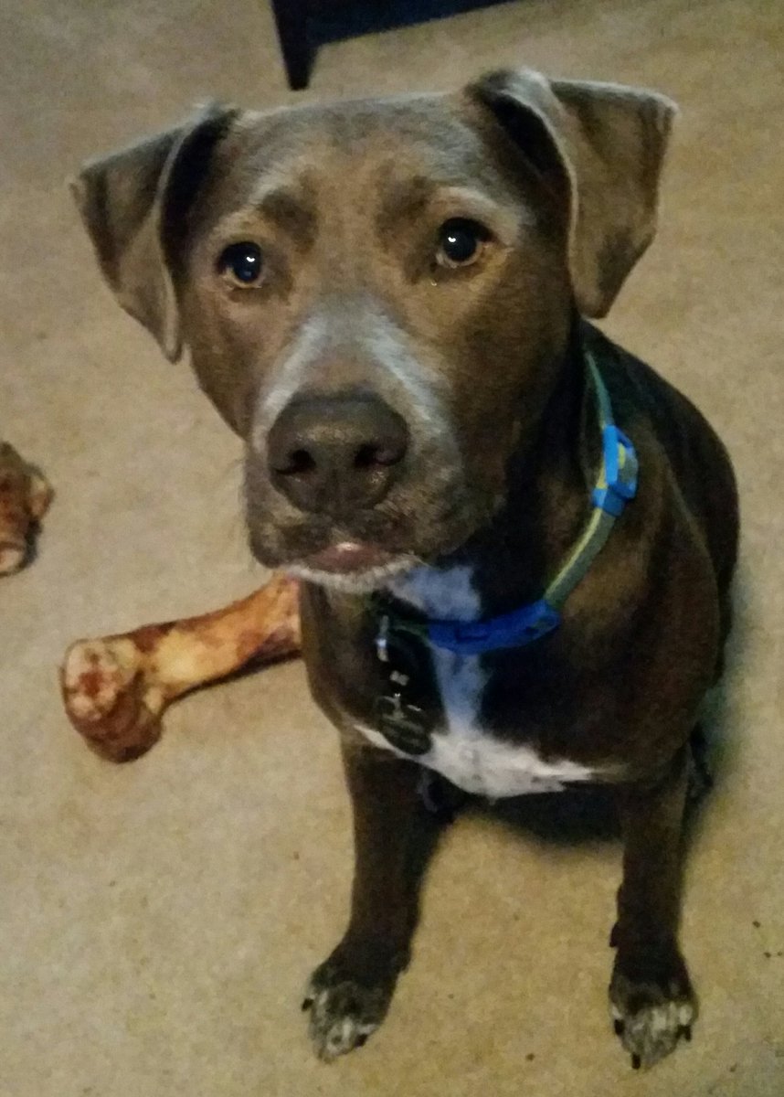 In honor of #NationalPuppyDay ♡