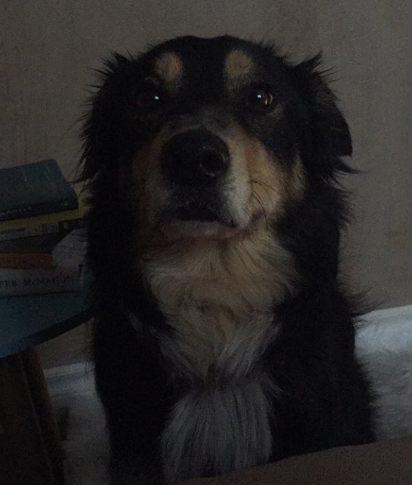 emmastapley_'s tweet photo. #NationalPuppyDay 🐾🐶 https://t.co/QPY063PbZL