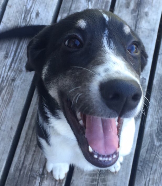 emmastapley_'s tweet photo. #NationalPuppyDay 🐾🐶 https://t.co/QPY063PbZL