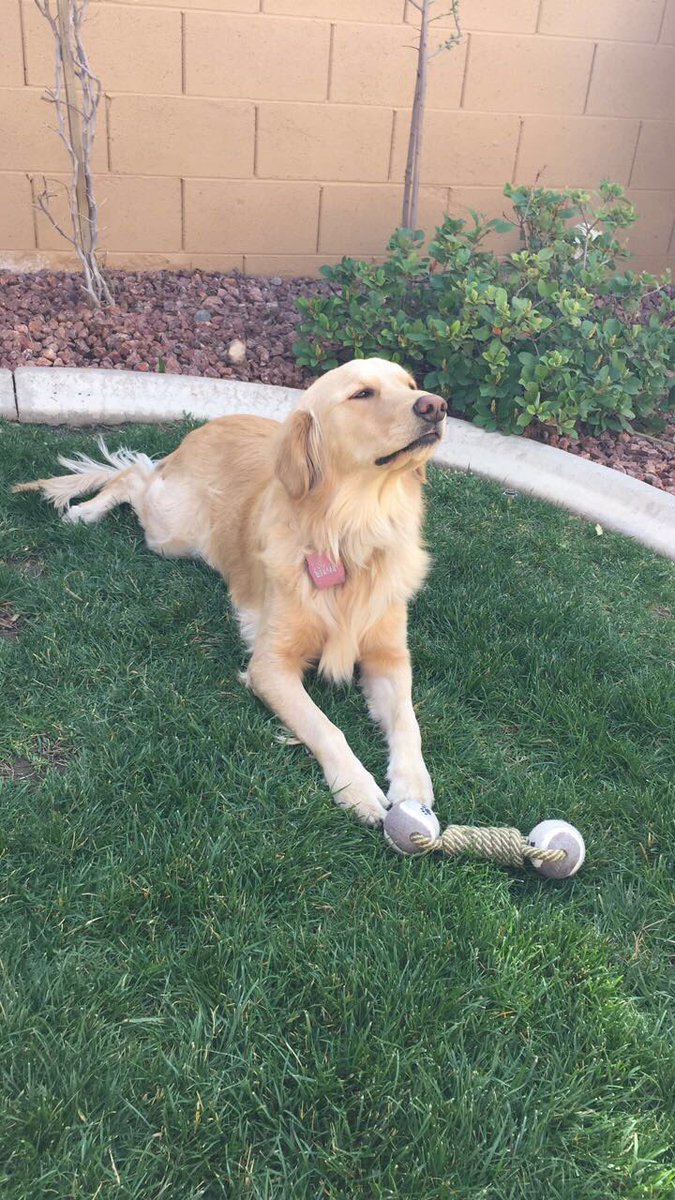 juneeebug23's tweet image. She&apos;s a princess every day! #NationalPuppyDay ♥️