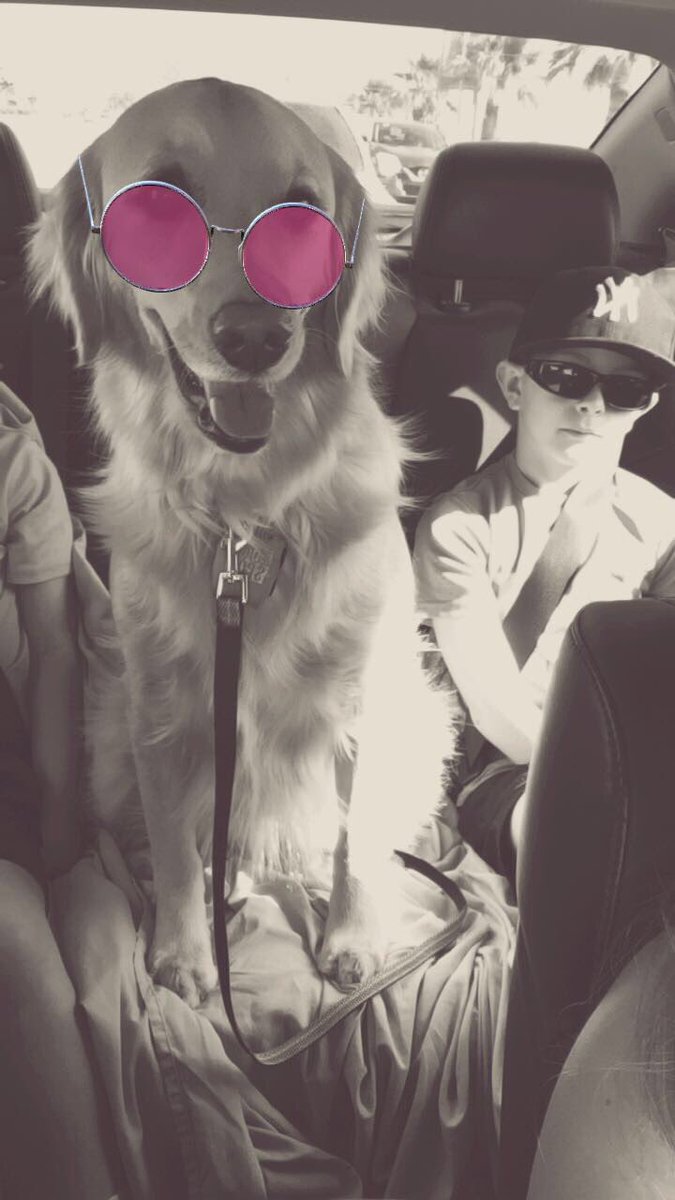 juneeebug23's tweet image. She&apos;s a princess every day! #NationalPuppyDay ♥️