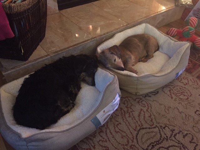 They're not puppies anymore, but they're still MY puppies!  I think that counts! My Baxter and Belle! #happynationalpuppyday